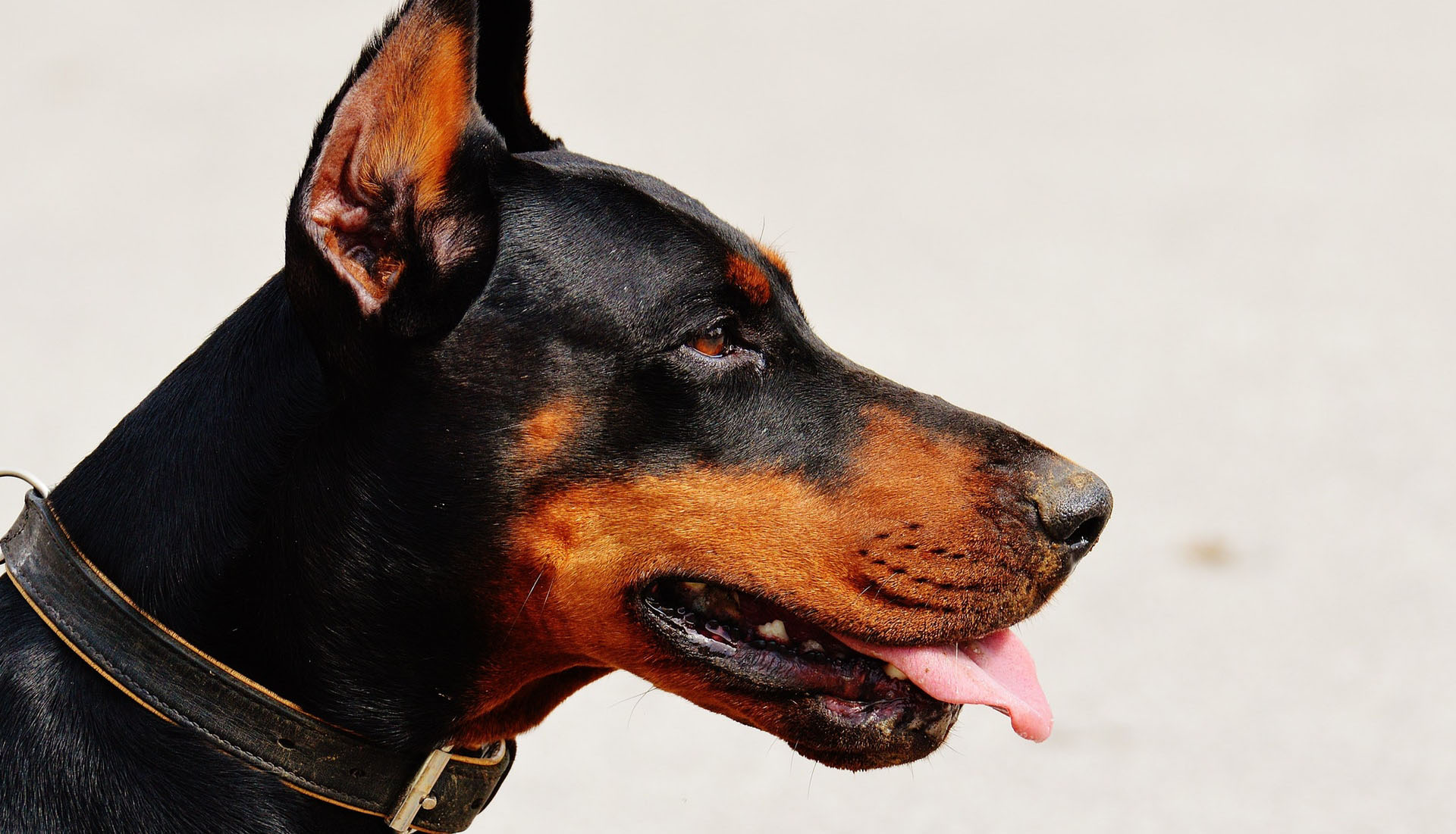 dangerous dogs and dogbos