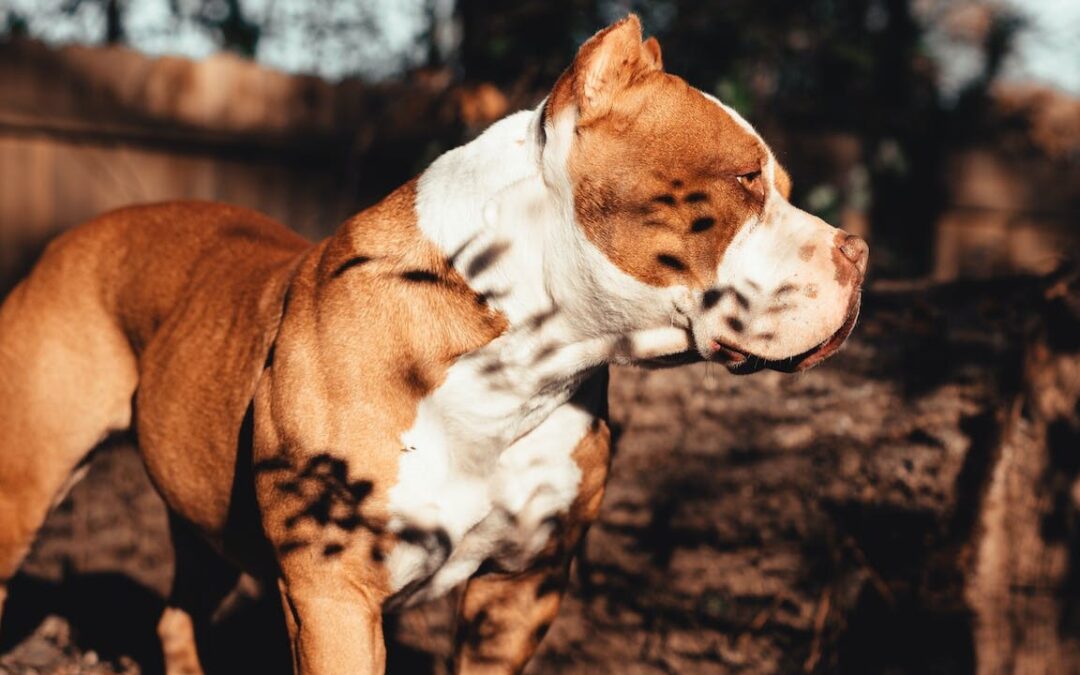 What are the new laws surrounding XL Bully Dogs?