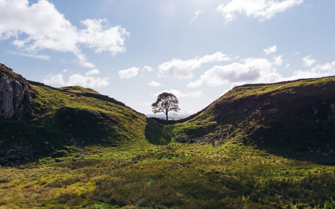 Understanding the Sycamore Gap Trial: Criminal Charges and Legal Implications